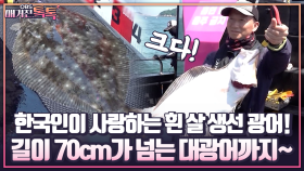 [매거진 톡톡] 한국인이 사랑하는 흰 살 생선 광어! 길이 70cm가 넘는 대광어까지~