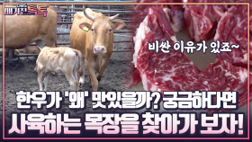 [매거진 톡톡] 한우가 ′왜′ 맛있을까? 궁금하다면 사육하는 목장을 찾아가 보자!