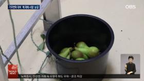 벨기에서 미래 대비한 배 재배 시험 눈길