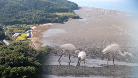 [기후행동-블루카본(1)]서해 갯벌 국제 인증 서둘러야