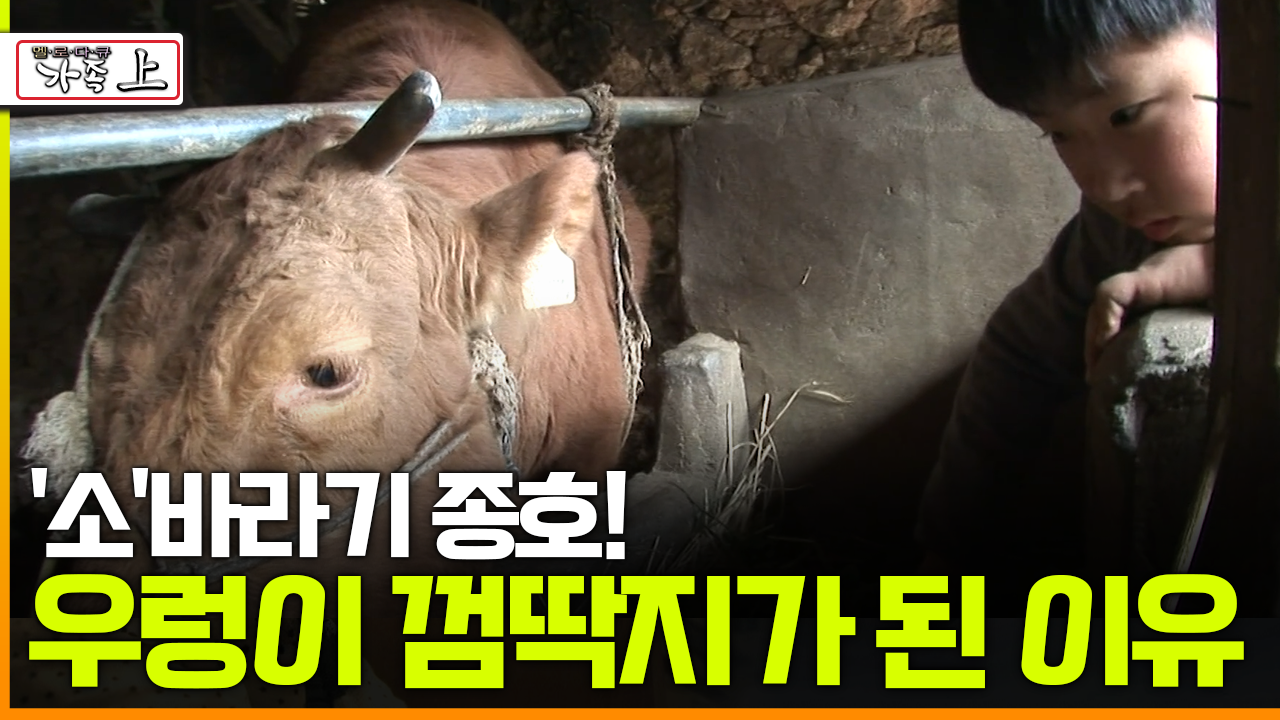 [다큐 ‘가족’ 57회上] ′소′ 바라기 종호! 우렁이 껌딱지가 된 이유 | ZUM TV