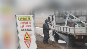 설 연휴 가축전염병확산 긴장…′24시간 총력 대응′