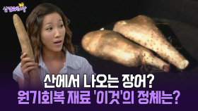 [박경림의 살림의 여왕] 산에서 나오는 장어? 원기회복 재료 ′이것′의 정체는?
