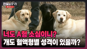 [최진실의 진실과 구라] 너도 A형 소심이니? 개도 혈액형별 성격이 있을까?