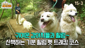[찾아라 마이홈] 귀여운 강아지들과 힐링~ 산책하는 기분 힐링 펫 트레킹 코스
