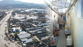 비닐하우스 사이로 칼바람…꿀벌마을, 혹독한 겨울나기