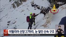 골든 리트리버 모임 ′2,397마리′ 세계 기록 경신