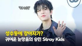 ‘성수동에 강아지가?’ 귀여운 눈망울의 스트레이키즈 승민 (Stray Kids Seungmin) [O! STAR]