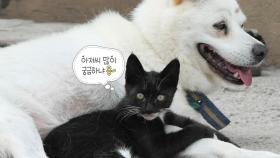 서프라이즈 별난 모녀 ‘진돗개고양이’