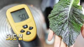 시든 채소 되살리는 꿀팁 ‘50도 물로 씻어라’
