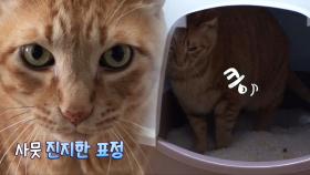 14.5kg 뚱냥이 ‘루루’의 진지한 변비 탈출