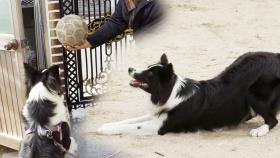 축구 신동 탄생, 공 없이 못살아 ‘헤딩 천재 犬