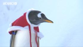 ＂메리크리스마스＂ 중국 테마파크에 나타난 산타 펭귄