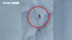 봄 되니 왕성해진 