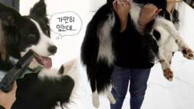 천재 犬에서 ‘연기 犬’으로 업그레이드되어 돌아온 마야!