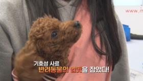 반려동물 프리미엄 사료가 뜬다