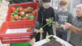 선진화 농법의 진수, 농업 마이스터 ‘딸기 수경재배’