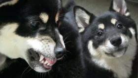 자신의 ‘꼬리’만 보면 공격하는 犬 모모!