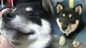 꼬리 무는 개 ‘모모‘의 불안감 극복하기!