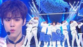 심장을 두드리는 ‘업텐션’의 강렬한 컴백 무대 ‘Blue Rose’