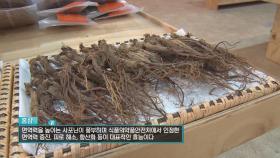 겨울철 건강을 지키는 특효약, 홍삼