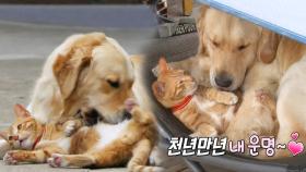 꽁냥꽁냥 사랑에 빠진 개와 고양이 ‘운명적 사랑’