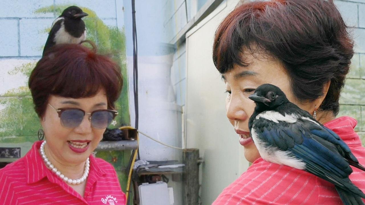 엄마에게 껌딱지처럼 달라붙는 신기한 까치 ‘까똑이’ | ZUM TV