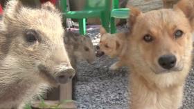 인기 2순위로 밀린 원조 막둥이 ‘방울이’의 질투!!