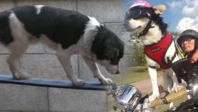 오토바이 犬의 새로운 취미 ‘외다리 타기’