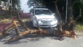 운전자 덮친 썩은 고목나무…가해자는 누구?