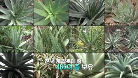 제주 알로에의 특별한 비밀