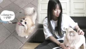 犬이 물구나무 서는 이유 ‘주인의 사랑받기 위해’