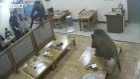 동지를 구하러 간 멧돼지의 반란? 