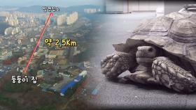 ‘걸어서 2.5km 이동’ 행운의 육지거북 구사일생 스토리