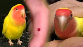 다른 가족은 접근금지! 앵무새 소리의 ‘아빠는 내 운명’