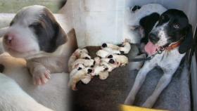 17마리 강아지 출산한 ‘다산犬 이야기’