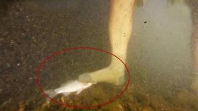 손도 아닌 ‘맨발’로 고기를 잡는 기상천외 사나이