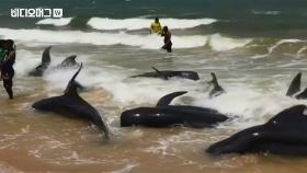 모래 위까지 떠밀려온 고래떼…주민들이 힘 합쳐 보내주다