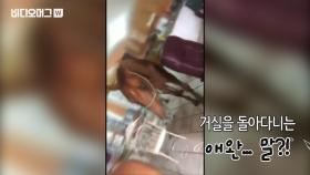 말들이 허리케인을 피하는 방법…주인 