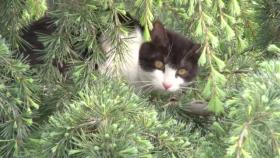 ‘철렁’ 하는 역대급 구조 작전, 10m 나무 위 고양이