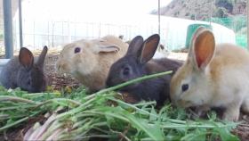 새 보금자리 찾은 토끼 6남매 ‘지상낙원’