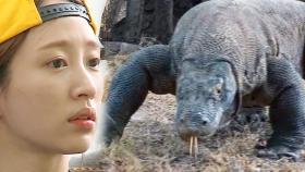 돌발 상황! 괴수 코모도 습격에 ‘아비규환’