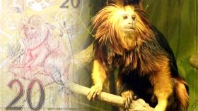 브라질 화폐 속 희귀동물 ‘황금머리사자타마린’