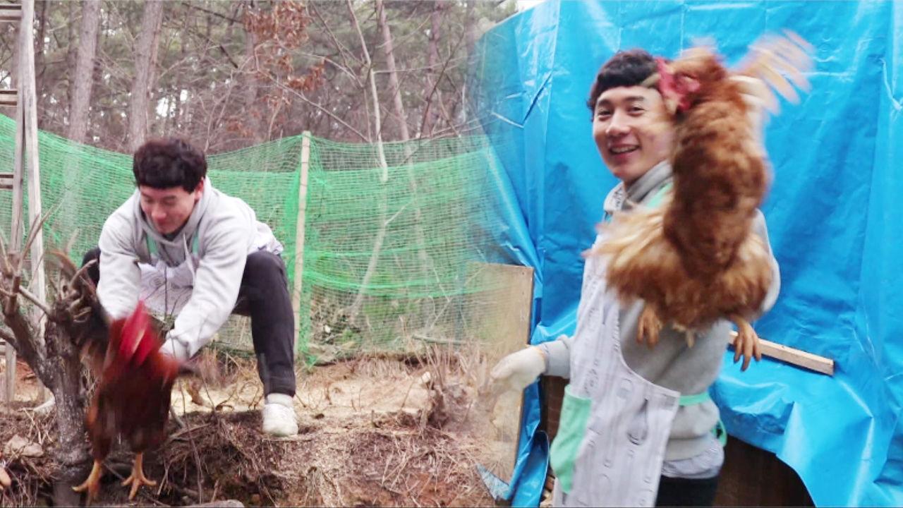 장모님을 위한 사위의 닭 사냥 현장! | ZUM TV