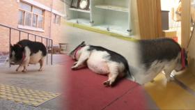 초등학교 다니는 돼지 ‘뚱이’의 바쁜 하루