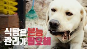 [반려견의 식탁] 식탐 폭발!! 대식犬 ‘사랑이’의 고민