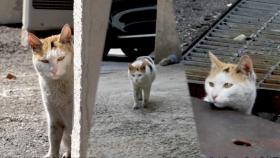 어디서든 지켜보고 있다! 희대의 스토커 냥이 ‘삼순이’