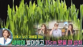 혈관 독소에 직격탄! ‘새싹보리’ 섭취법과 키우는 법! (브라보!H라이프)