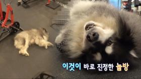 헬스장 마스코트! 지만 누워있는 게 제일 좋은 犬 ‘칸’