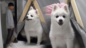 마구 짖어댔던 문지기犬 ‘설이’의 개과천선!